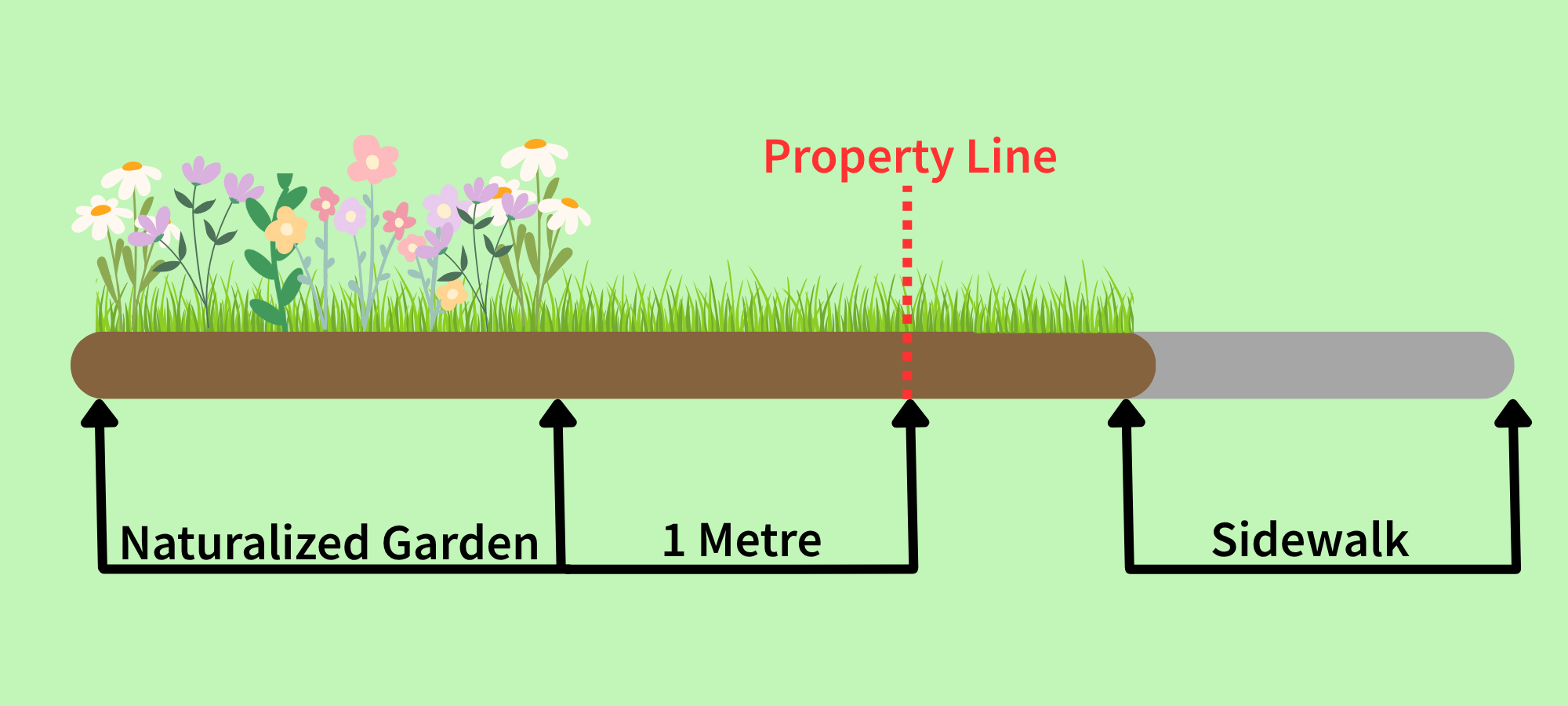 A side profile of a naturalized garden showing the side walk then a small gap before the property line. Then there is a 1 metre set back before a naturalized garden with native wild flowers and plants.