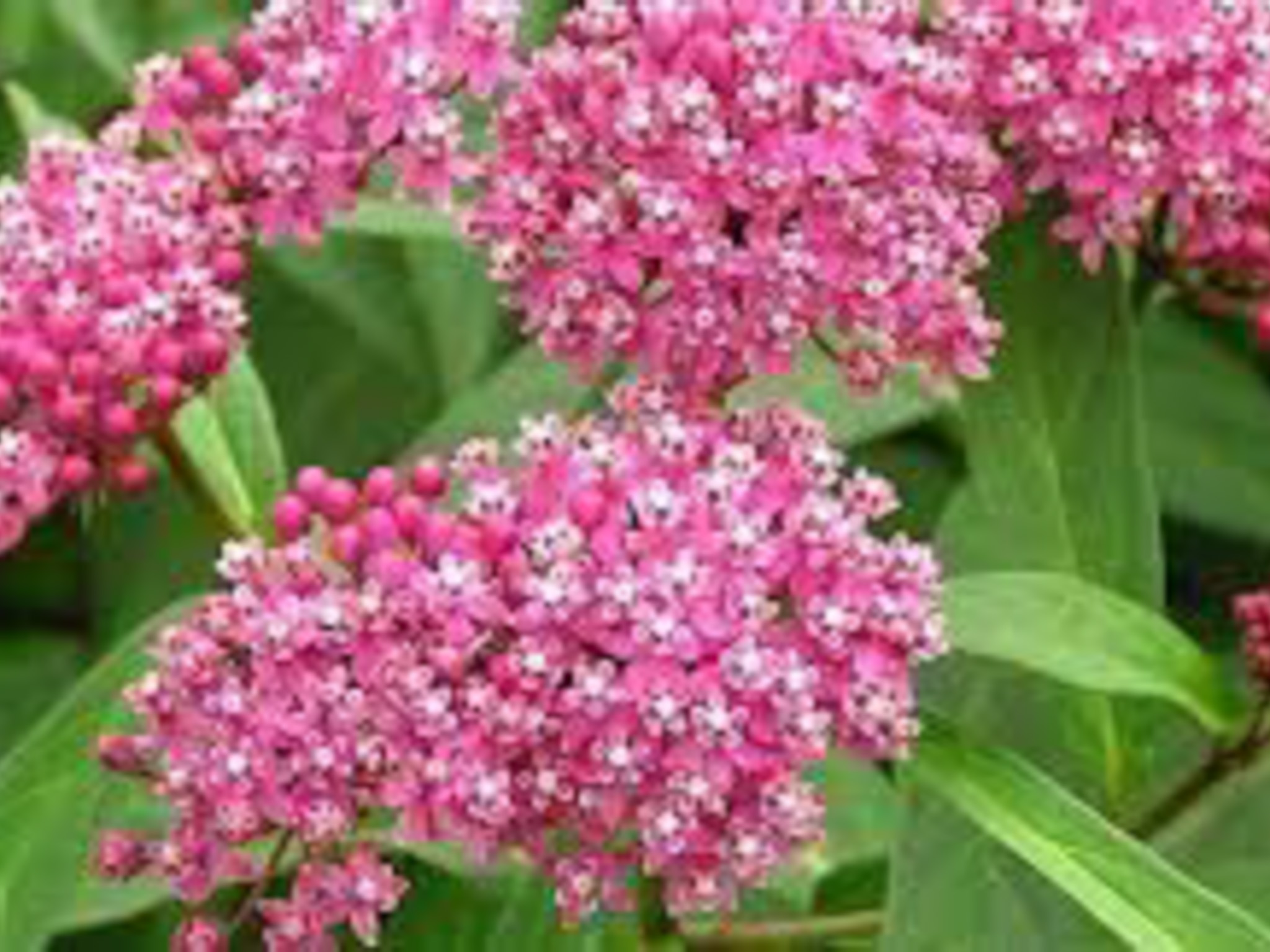 Swamp Milkweed- plant that produces pink flowers in the shape of a ball