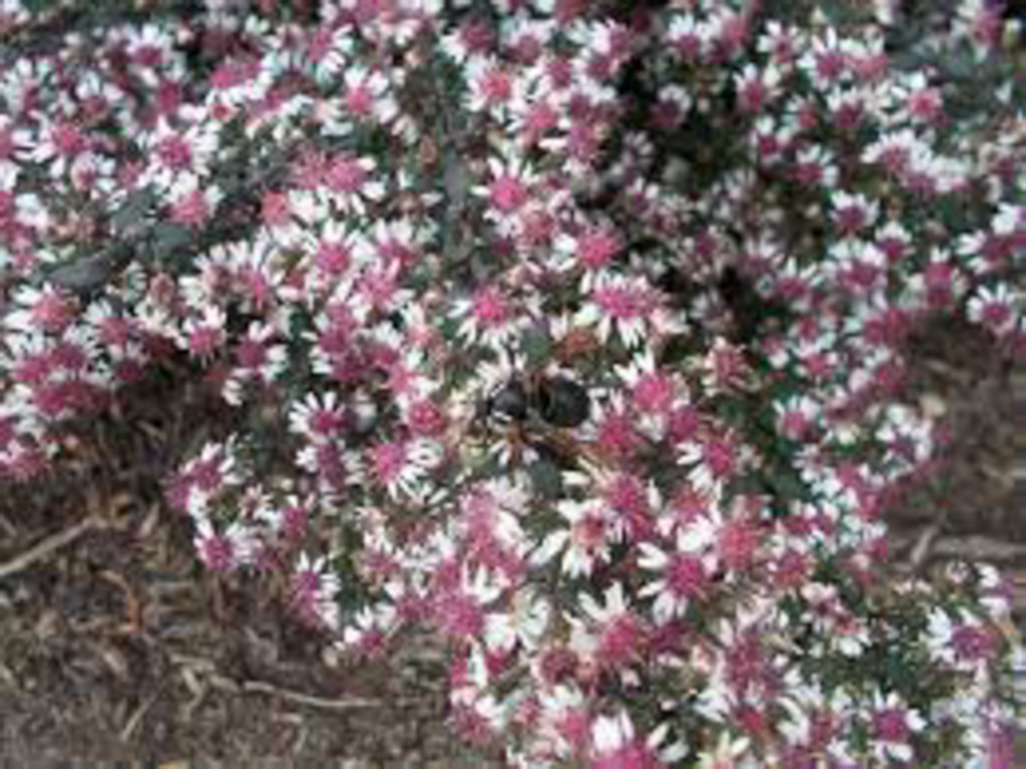 Calico Aster- produces many small pick or white flowers along the plant stems