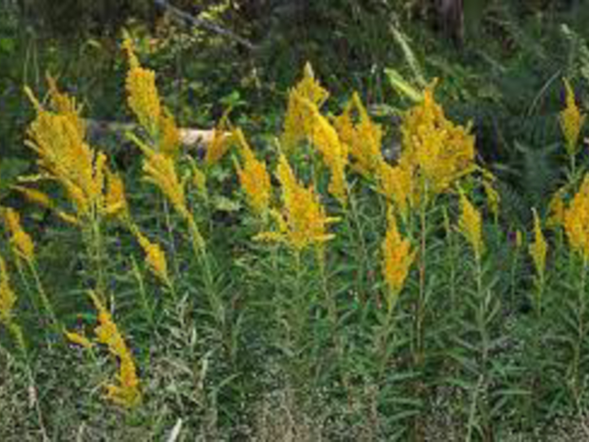 Canada goldenrod- produces yellow vibrant flowers
