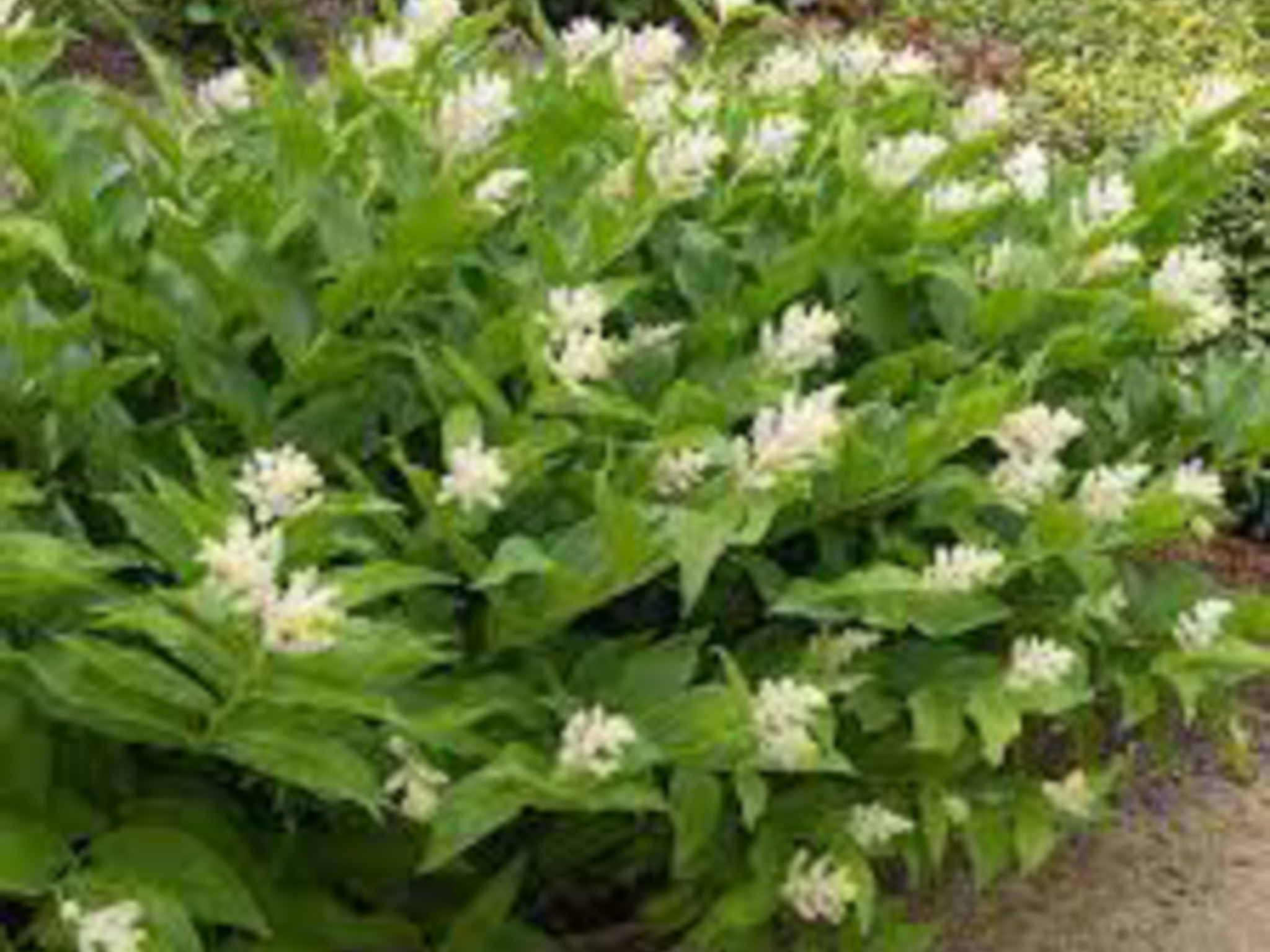 False Solomon’s seal- bush that has little white stem looking flowers at the ends