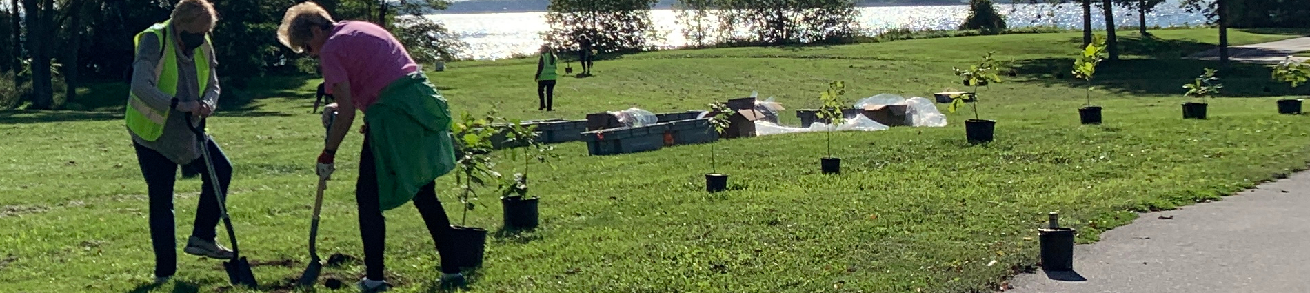 Photo of community members planting trees in city park