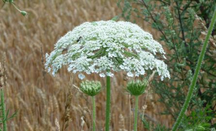 Giant hogweed produces flat white flowers