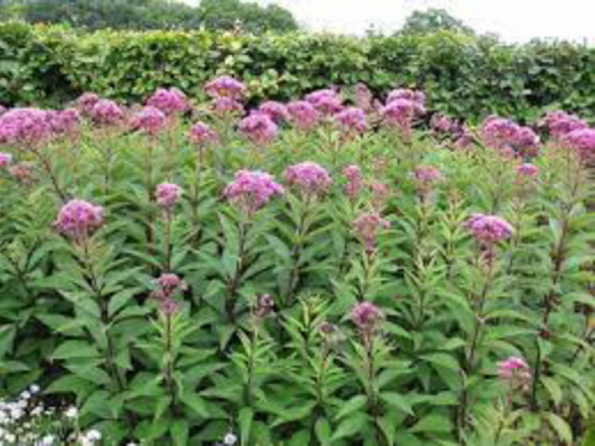 Spotted Joe Pye Weed- bush like plant with little pink flower on top