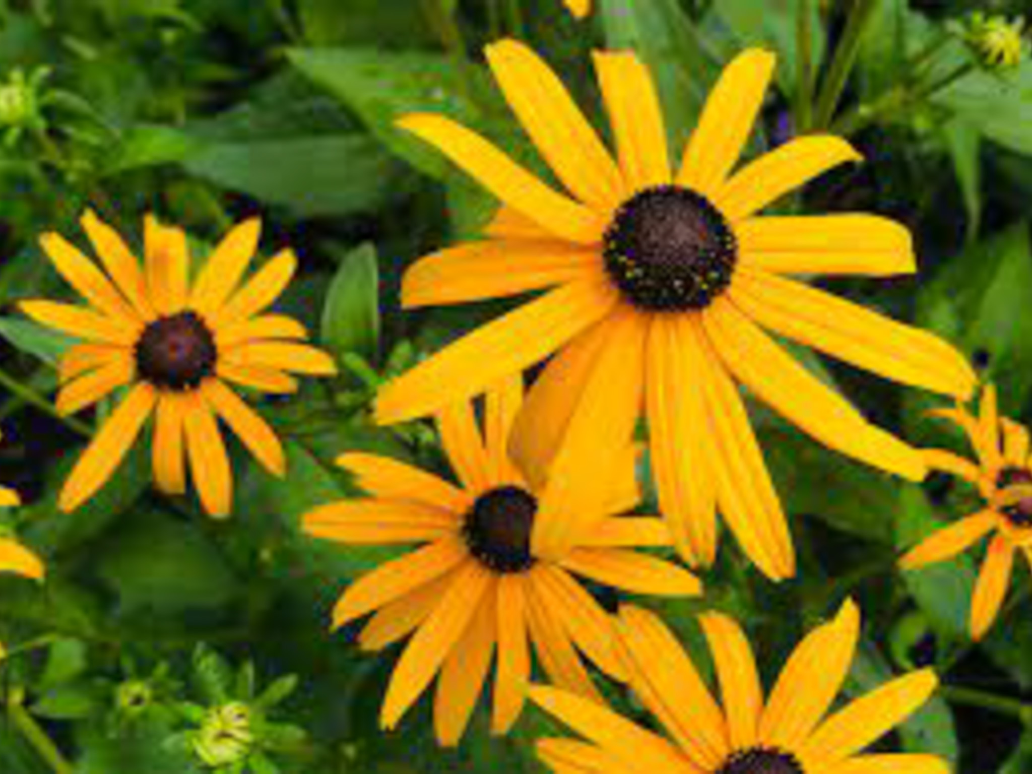 black-eyed Susan flower- yellow flower with black centre