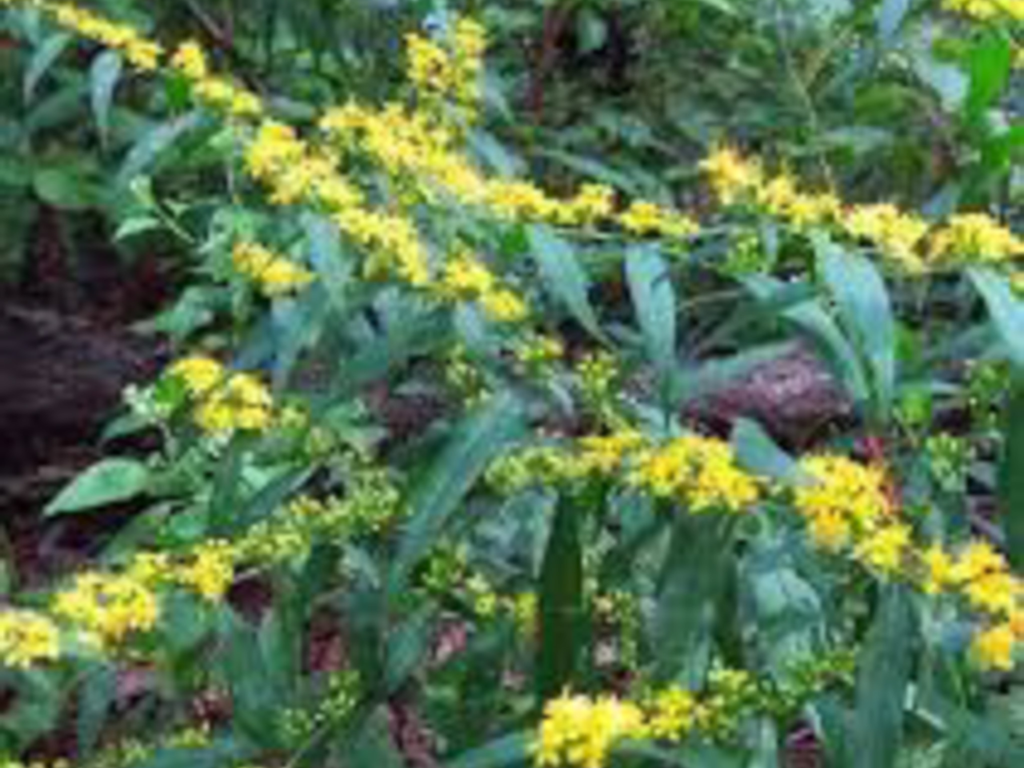 Blue-stemmed Goldenrod- produces little yellow flowers along the stems of the plant