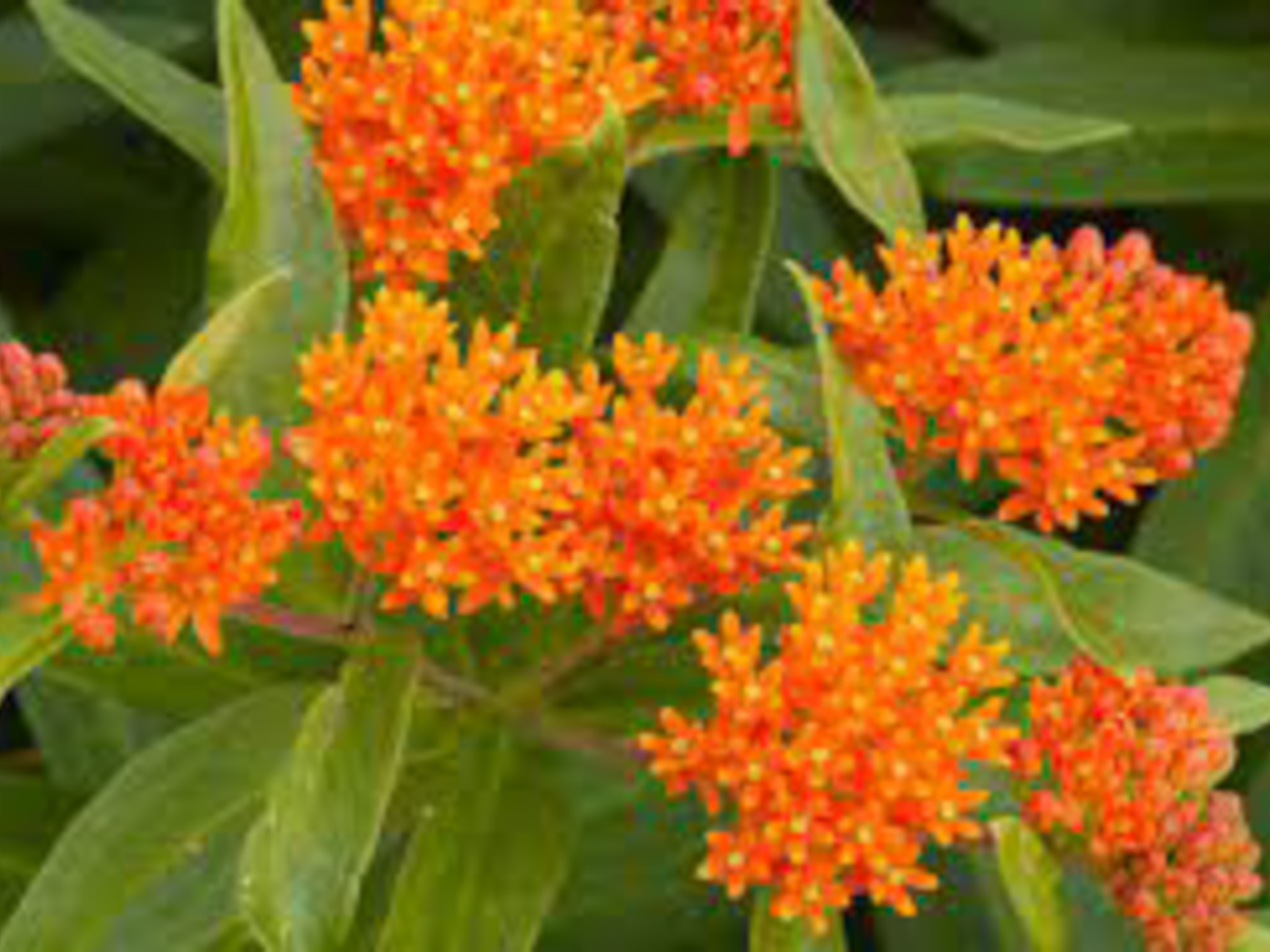 Butterfly Weed- produces large orange ball- like flowers