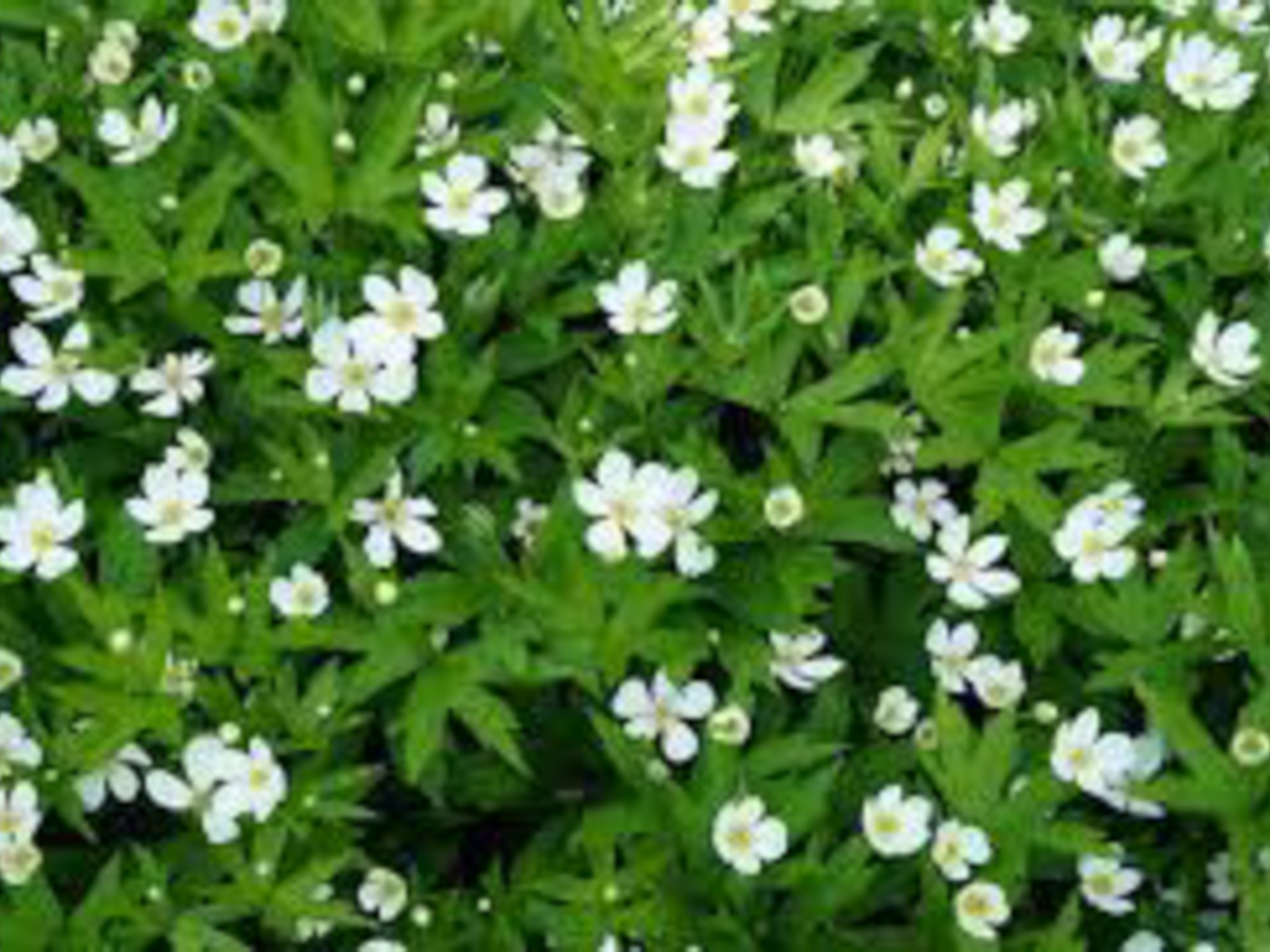 canada anemone- produces little white flowers