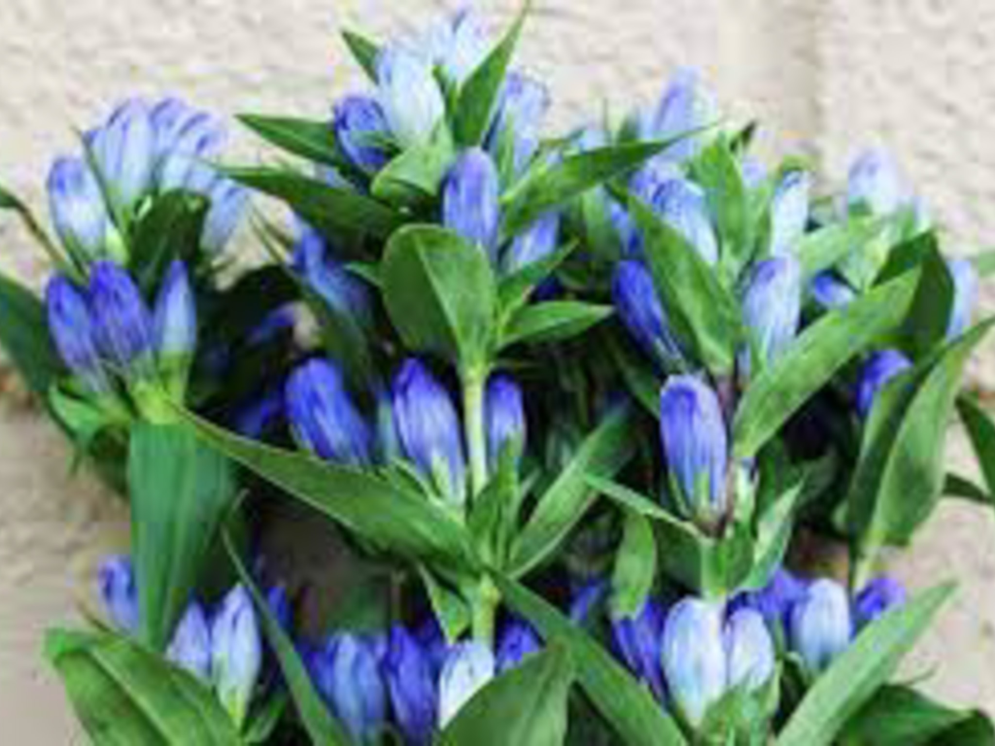closed gentian- produces oval purple flowers