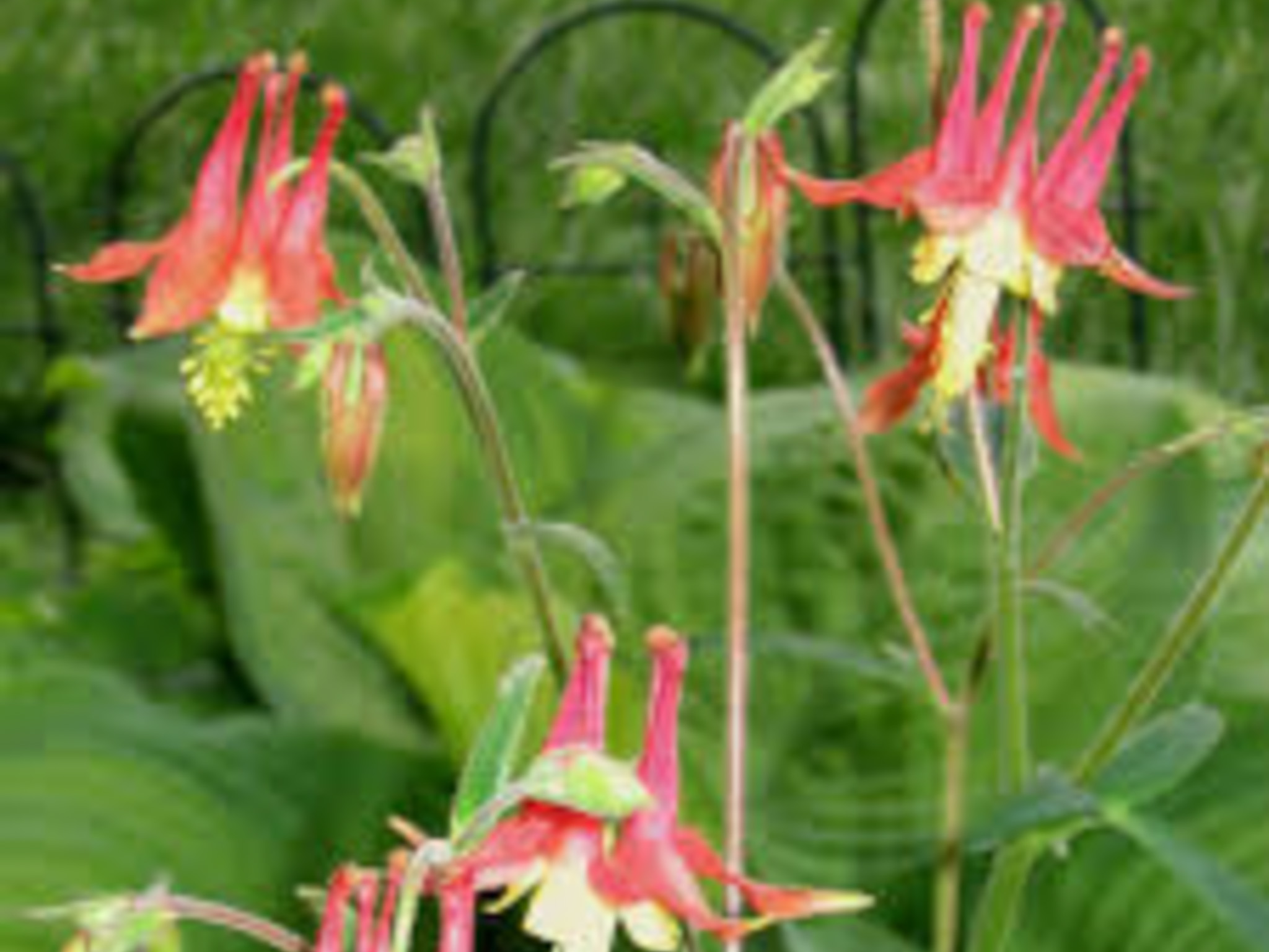 Columbine- little flowers that hang upside down