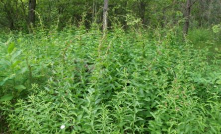 Dog-strangling vine- grows up to 2 metres high and produces bean looking seed pods