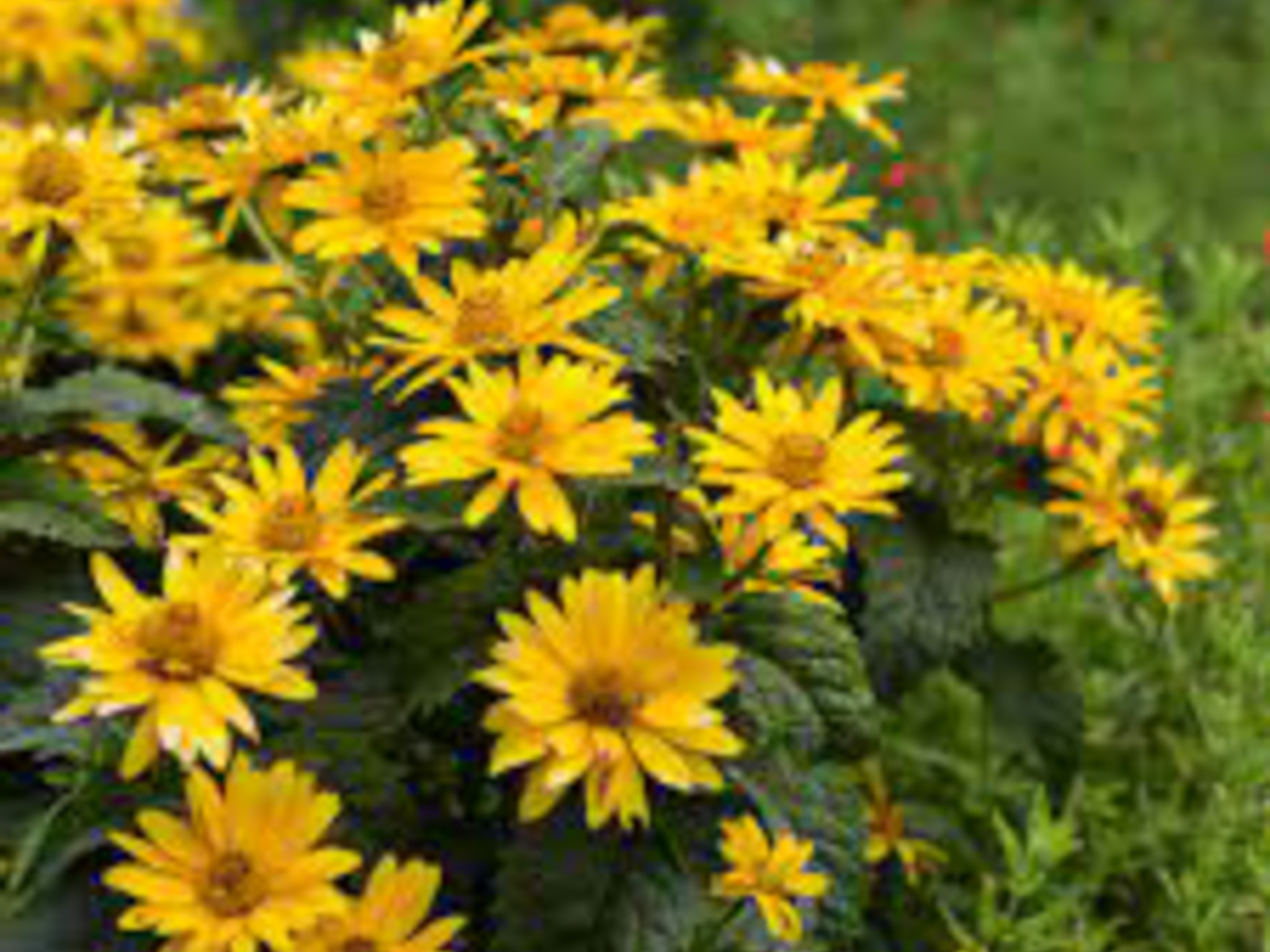 false sunflower- produces yellow flowers