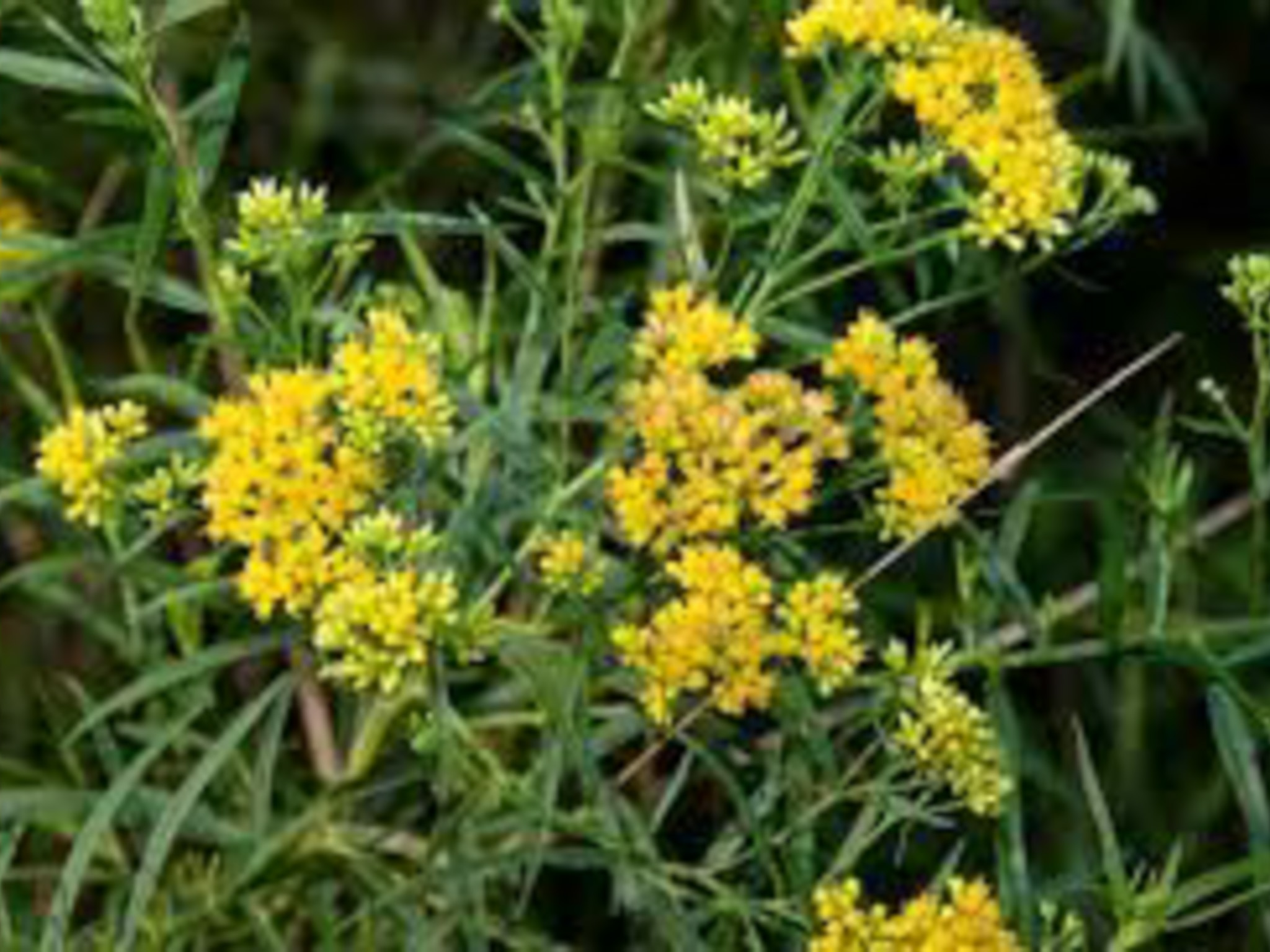 flat-top goldentop- flat yellow flowers on top of plant