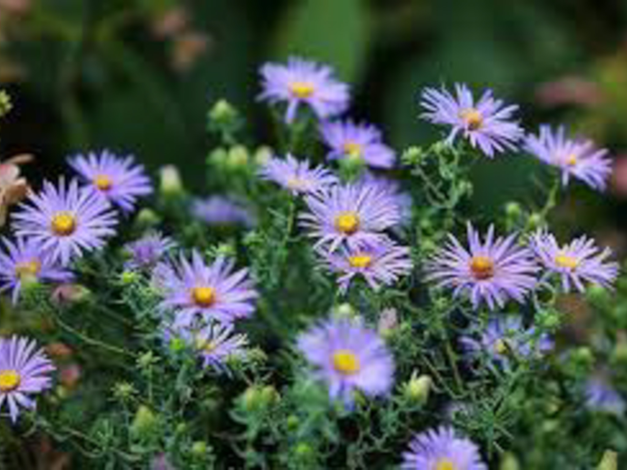 fringed blue aster- produces little purple flowers