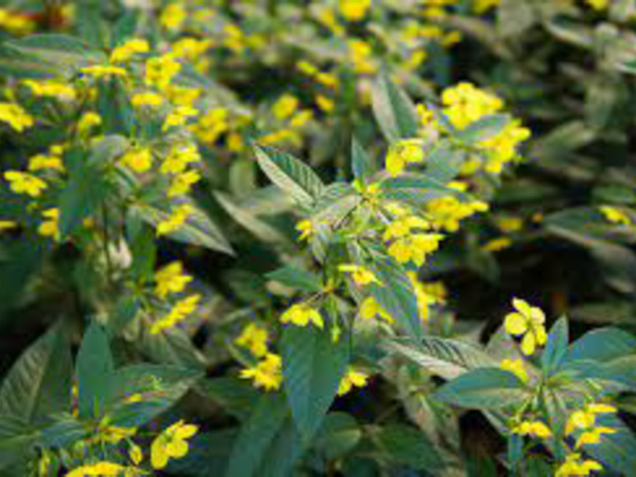 fringed loosestrife- produces little yellow cone flowers