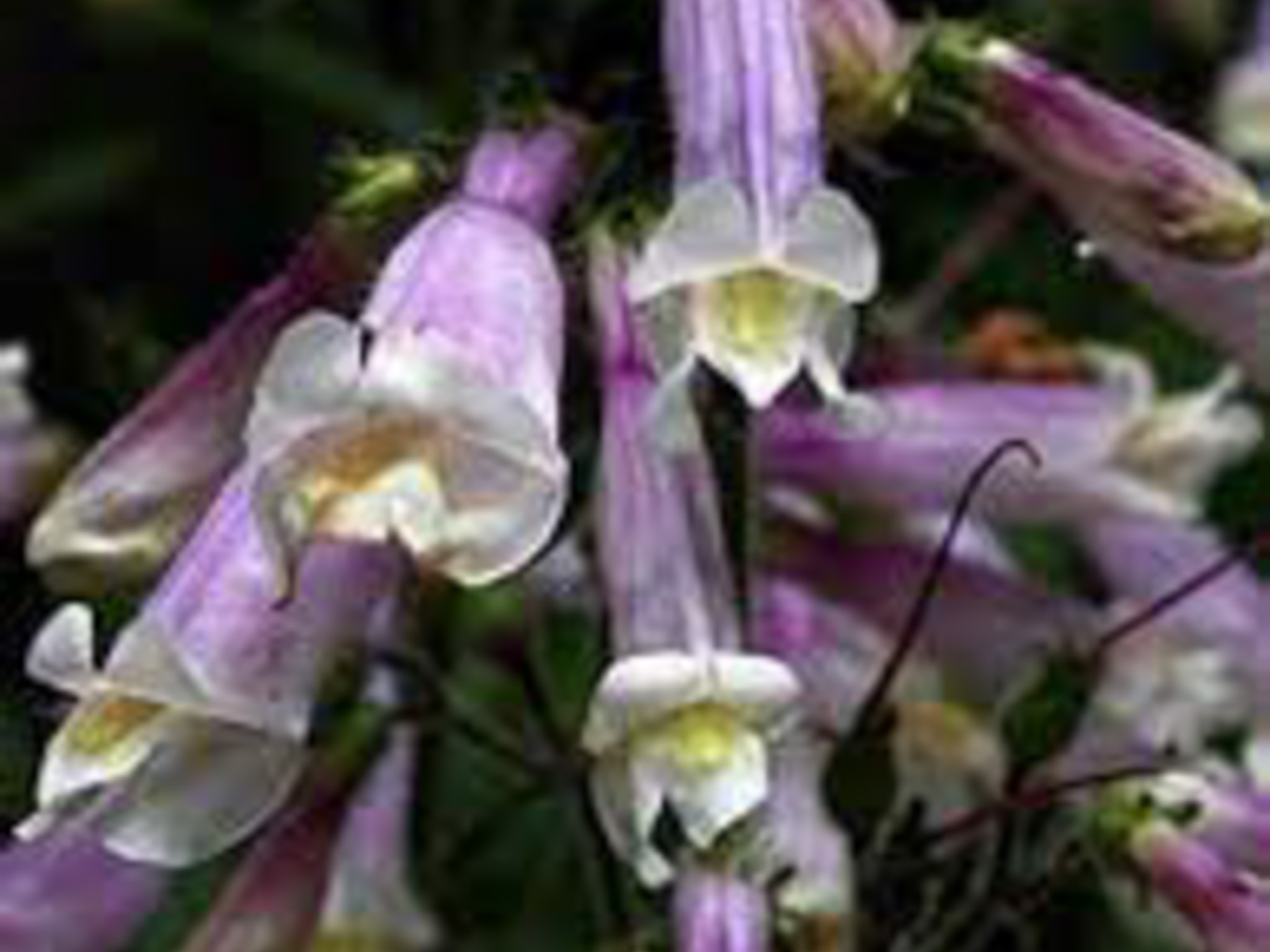 hairy beardtongue- plant producing little purple flowers that hang down