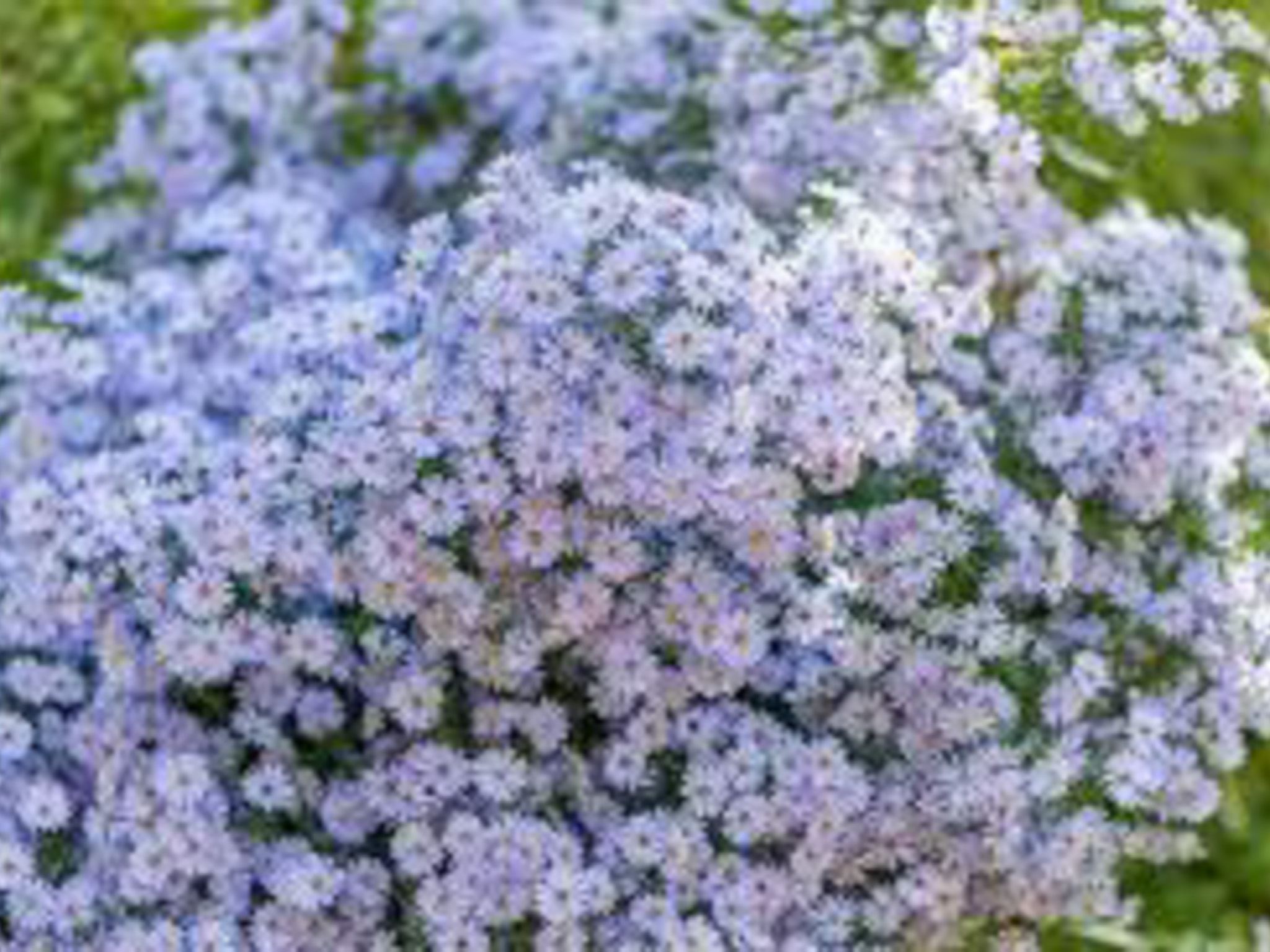 heart-leaf aster- bush plant with purple flowers