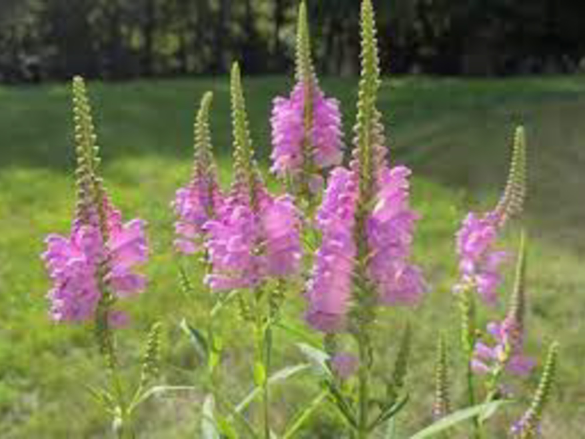 obedient plant- produces a stick-like purple flowers