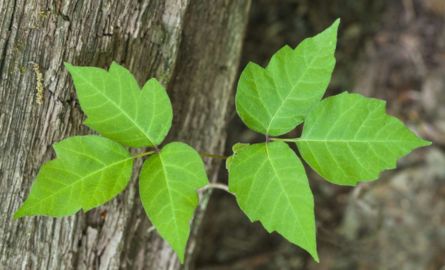 Poison Ivy- comprised of three pointy leaves 
