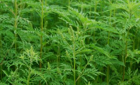 Ragweed- six leafed plant