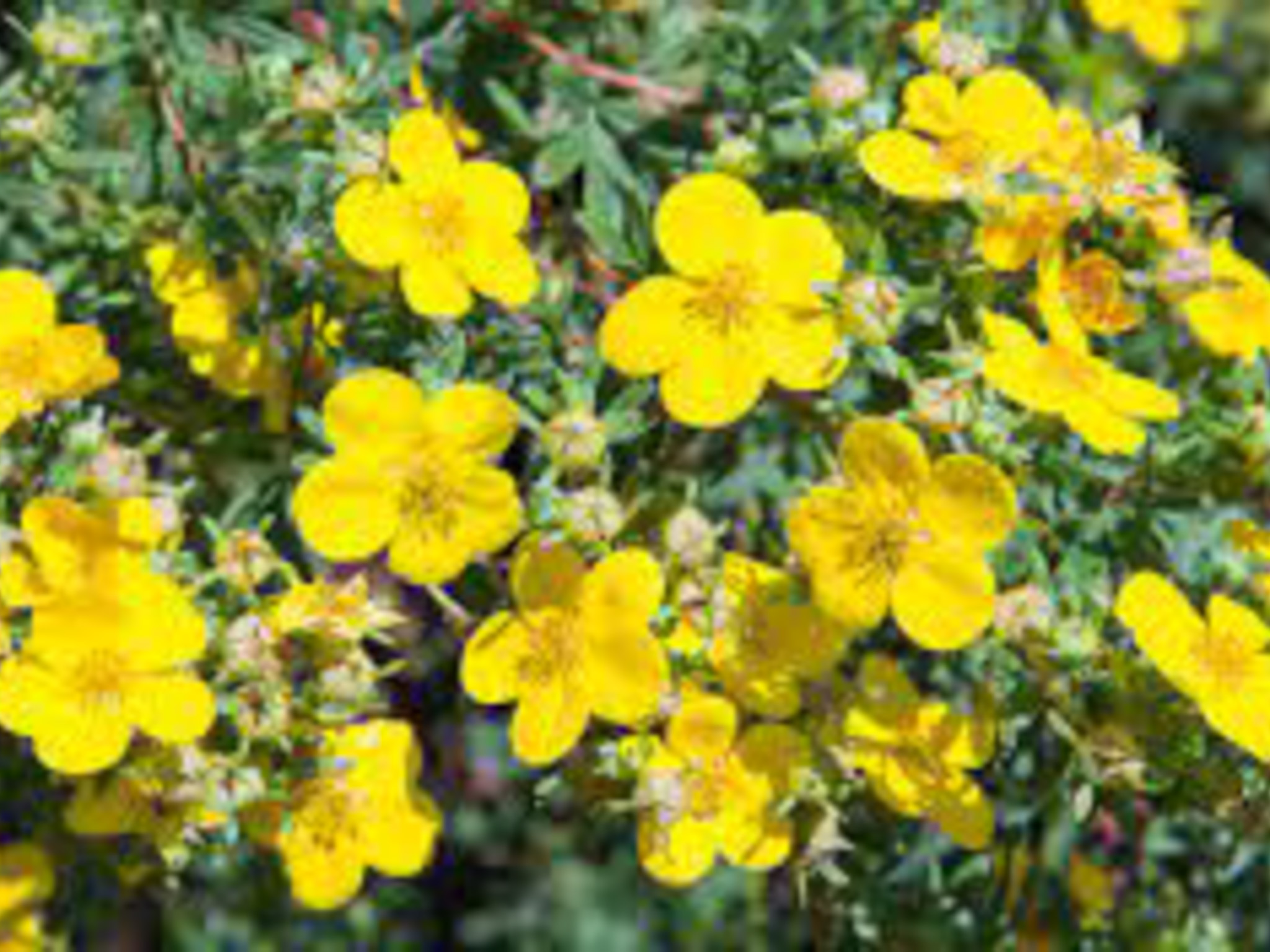 shrubby cinquefoil- plant produces small yellow flowers