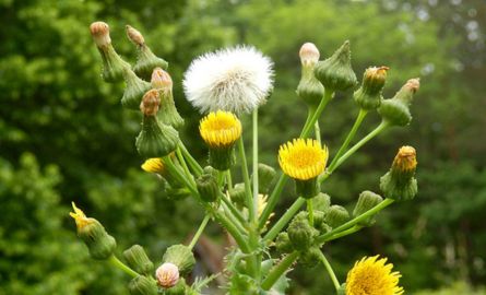Sow thistle- produces little yellow flowers- dandelion looking