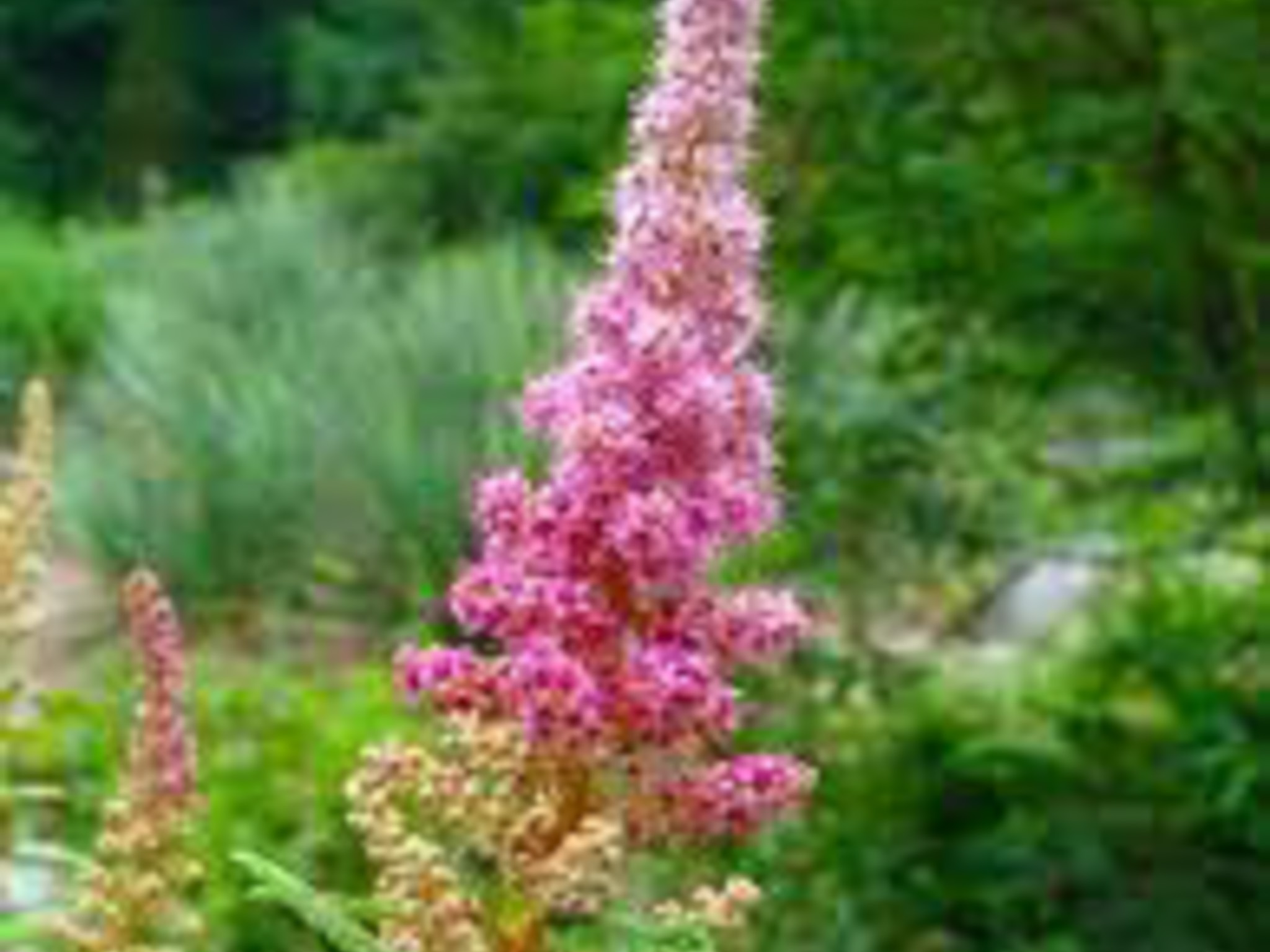 steeplebush- tall skinny plant with pink flowered point
