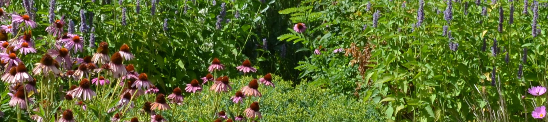 Image of Yard filled with native species
