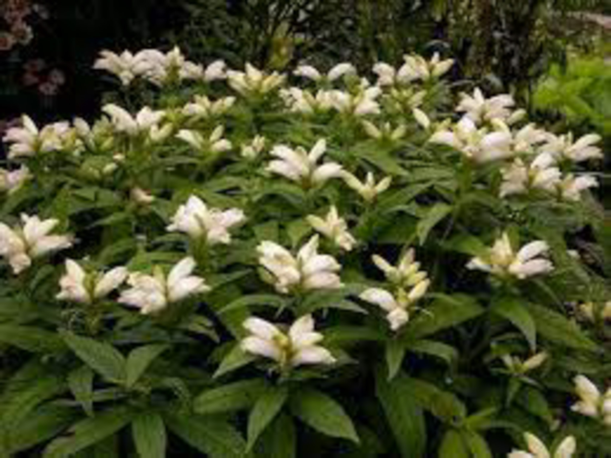 white turtlehead produces white crescent flowers