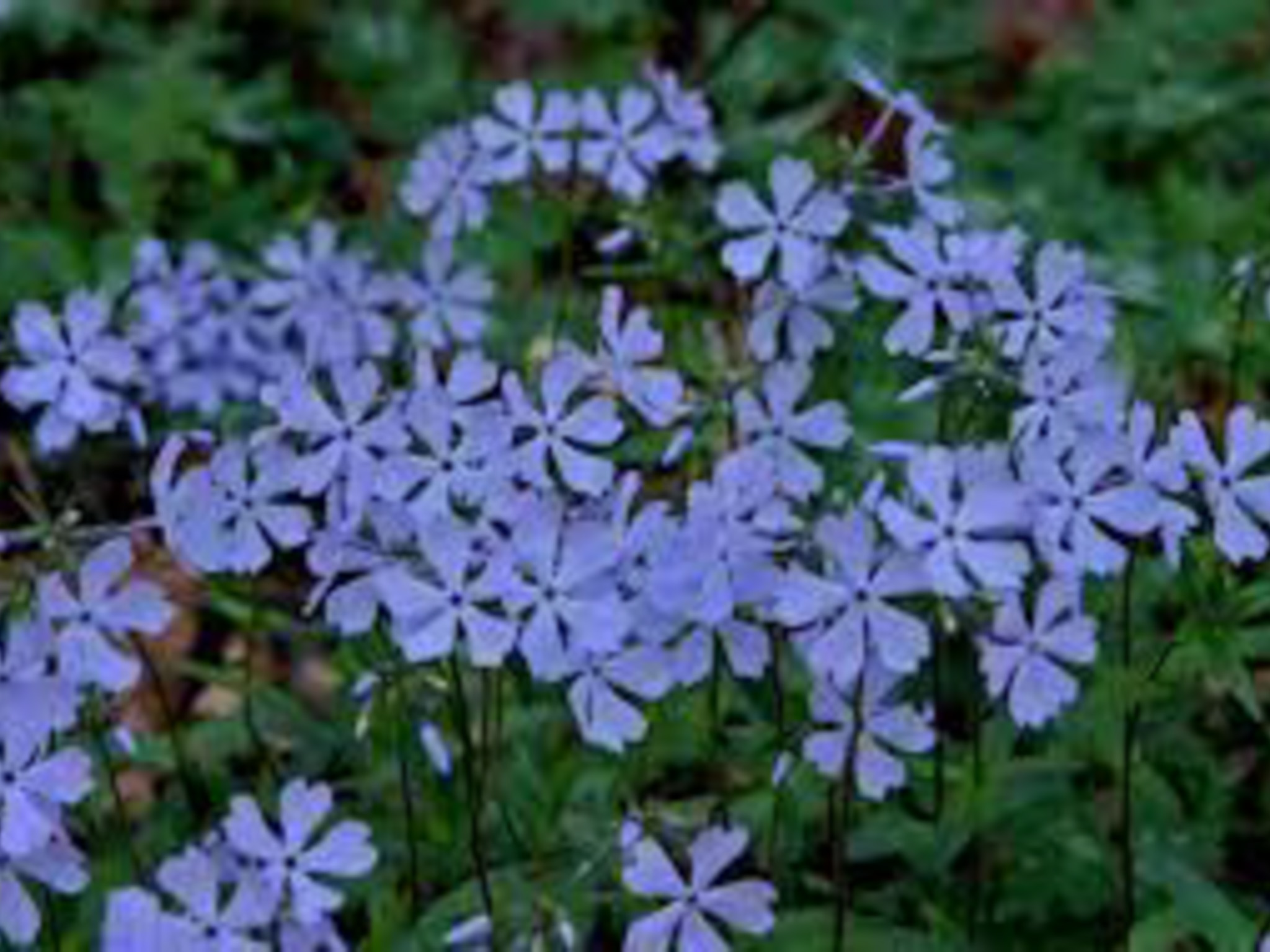wild blue phlox- bush producing little purple flowers
