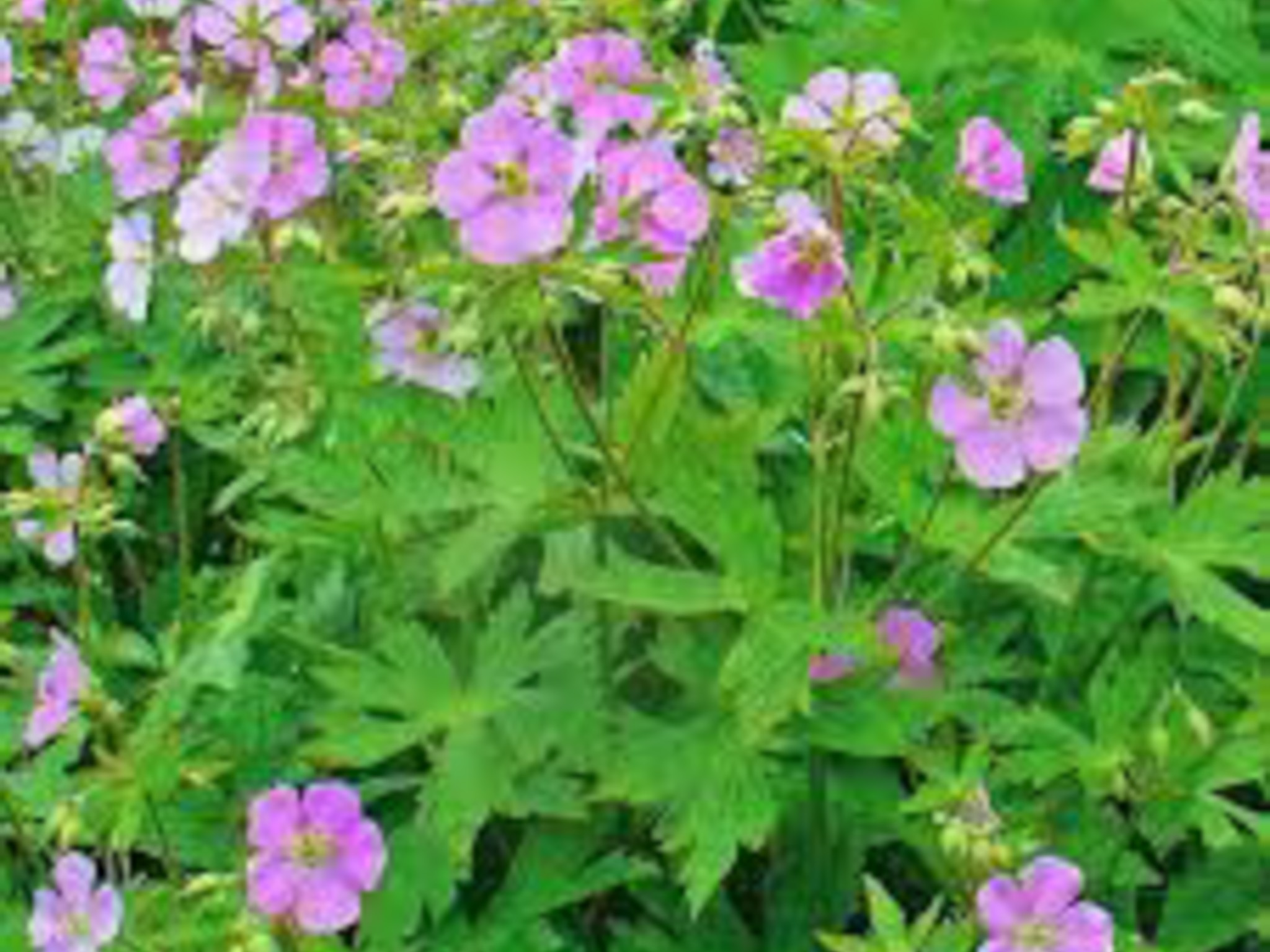 wild geranium- produces little purple flowers