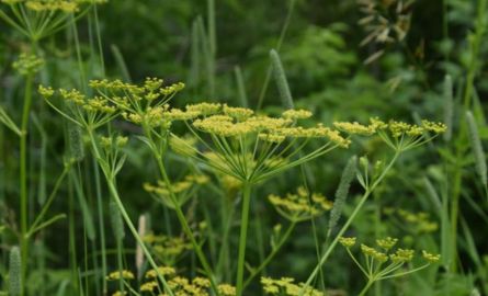 Wild parsnip- produces flat yellow little flowers