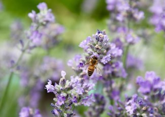 Bee on a flower