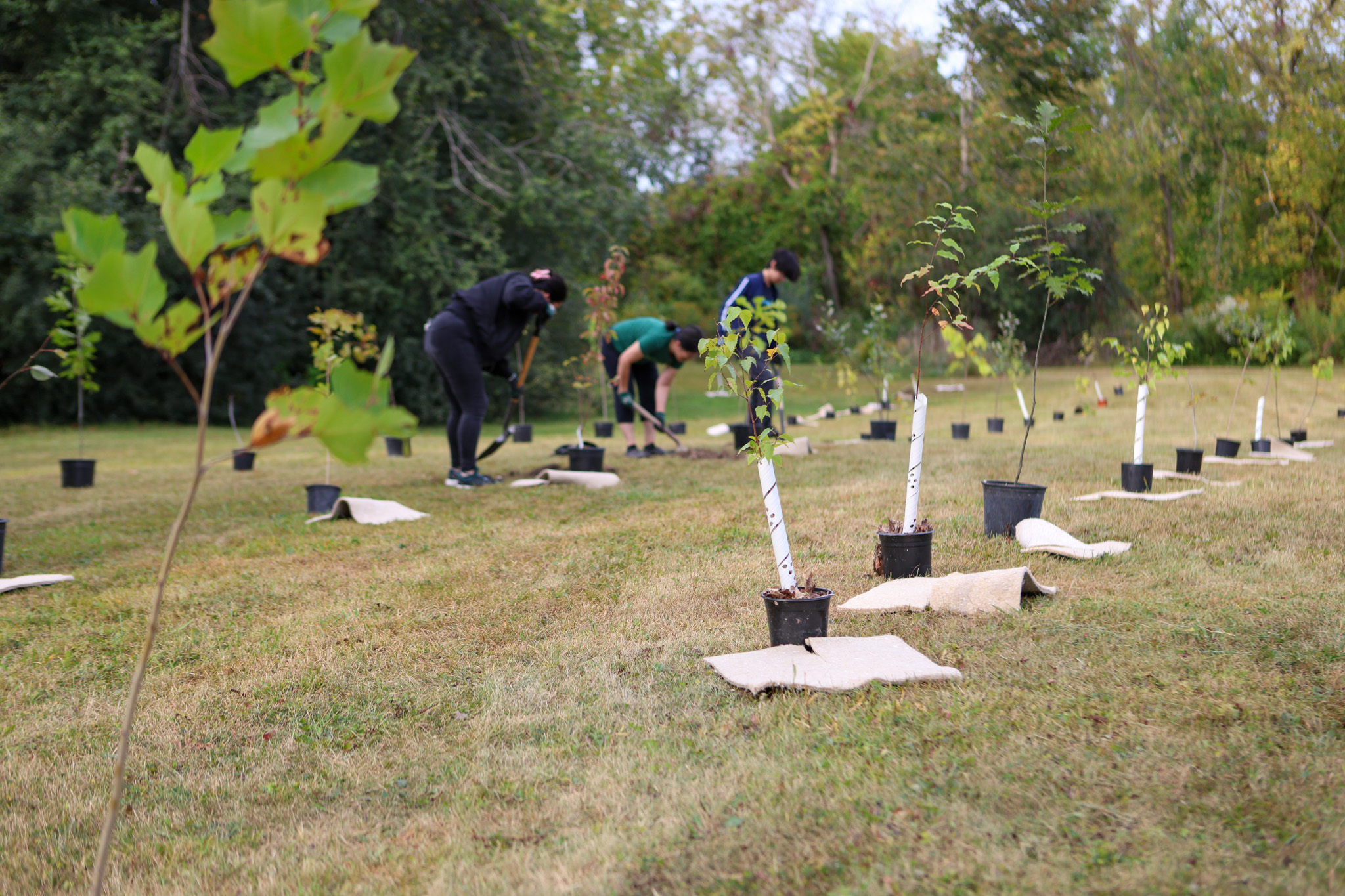 Photo of a line of trees ready to be planted.