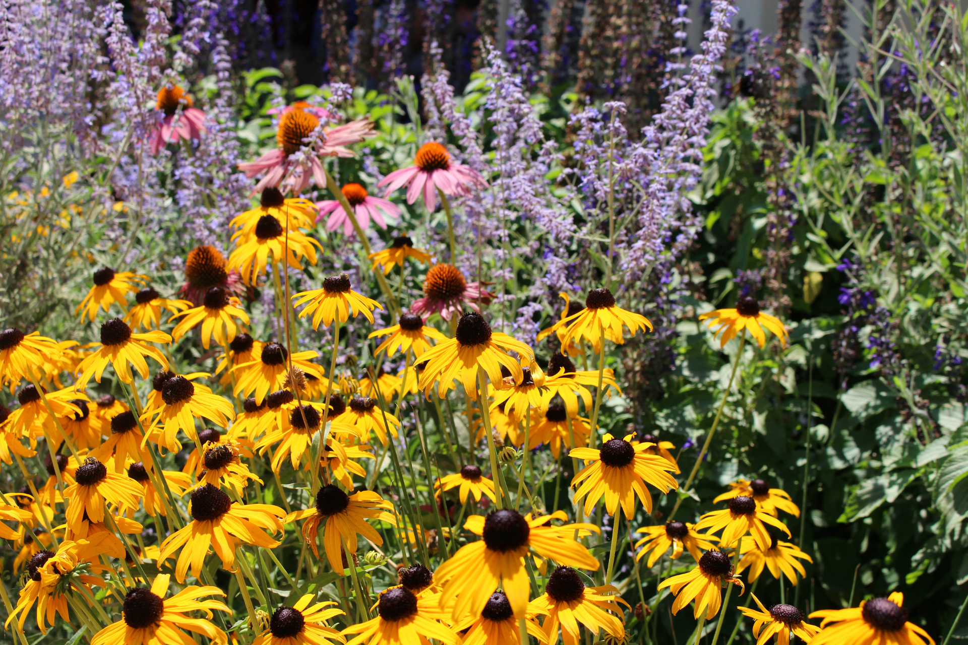 Wildflower garden