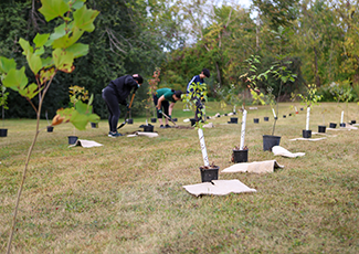 A line of small trees ready to be planted with volunteers in the background planting trees.