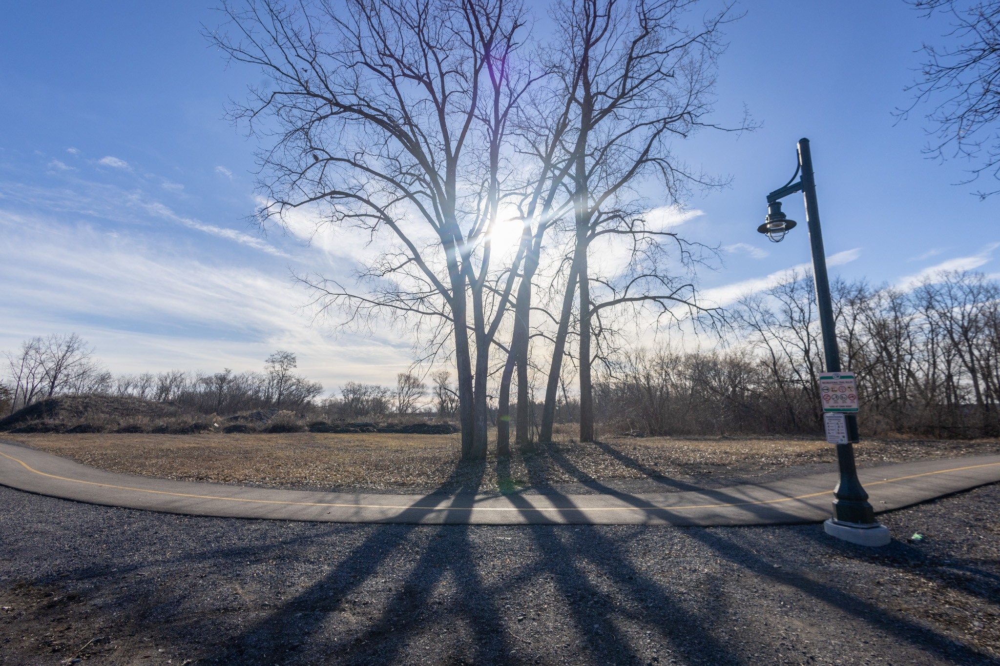 picture of trees along the Shirley Langer Trail.