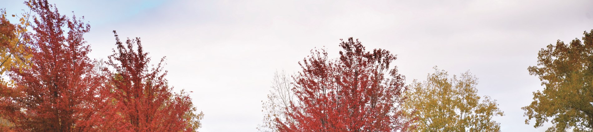 photo of trees tops in the fall