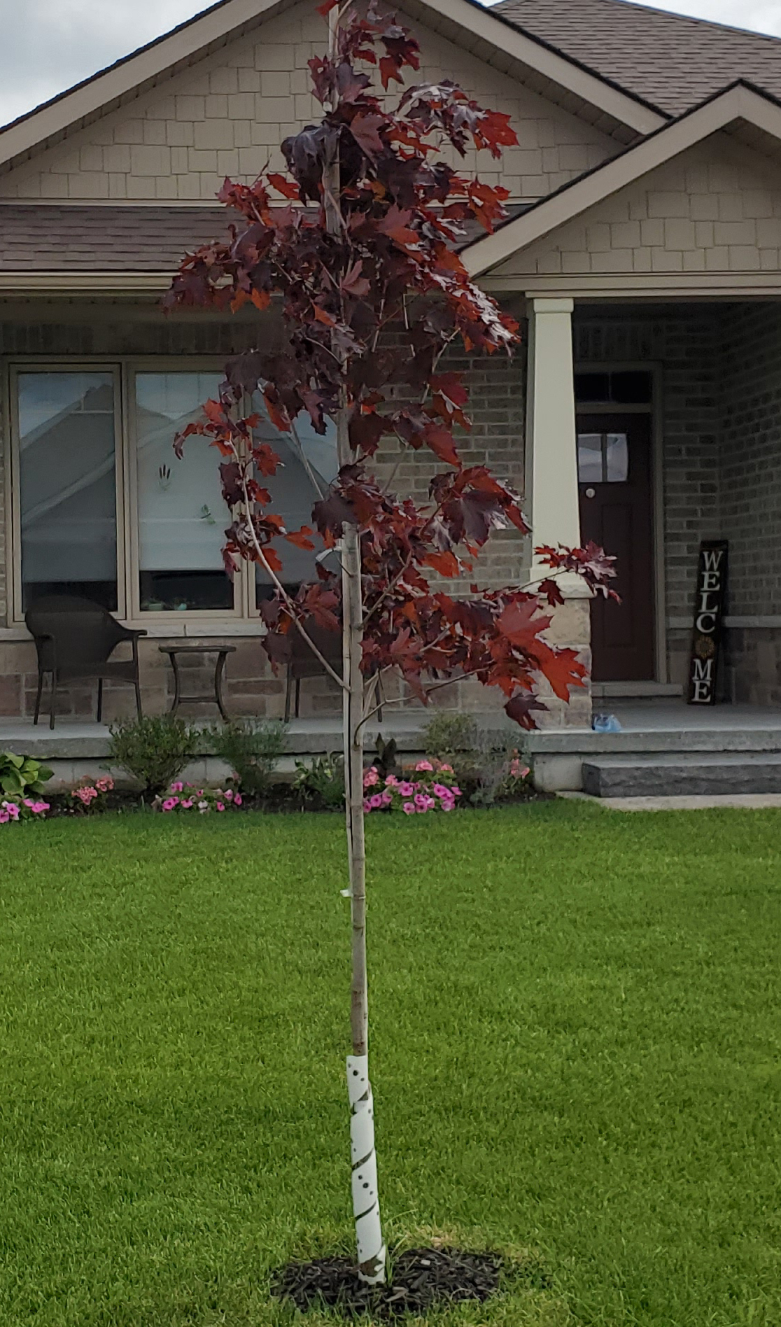 Photo of a street tree