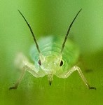 Image of Aphid