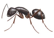 Image of Carpenter Ant