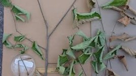 Image of tree brancha nd leaves affected by Dutch Elm