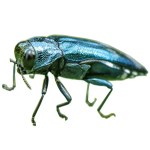 Image of Emerald Ash Borer