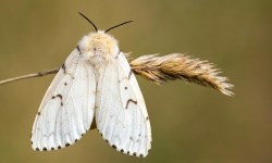 Image of Gypsy Moth