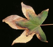 Image of leaf showing scorch