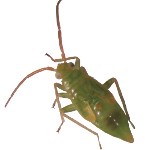Image of Plant Bug