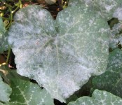 Image showing powdery mildew on leaf
