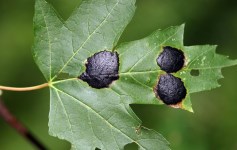 Image showing tar spots on leaf