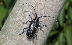 Photo of Asian longhorned beetle