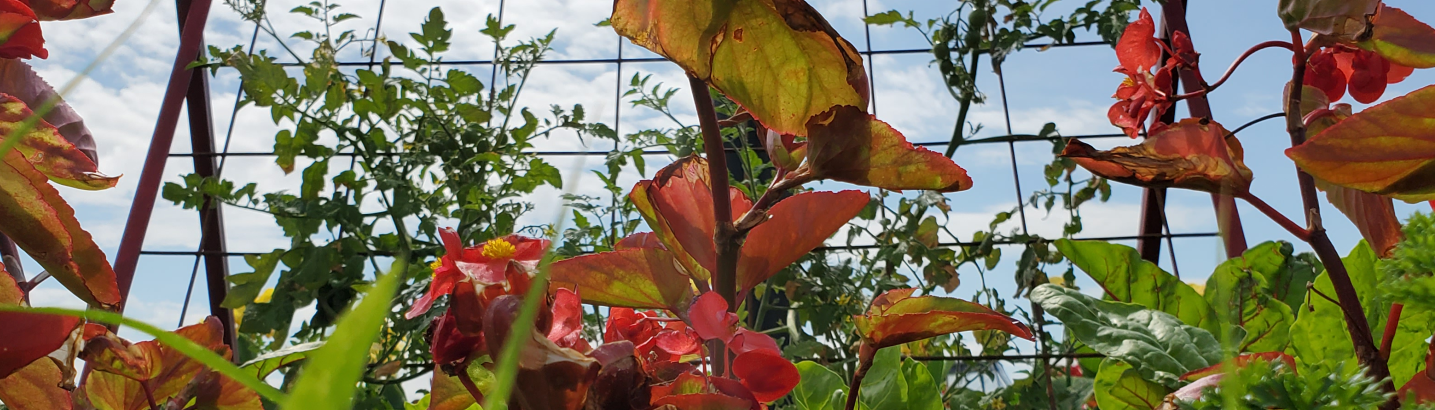 Photo of garden closeup